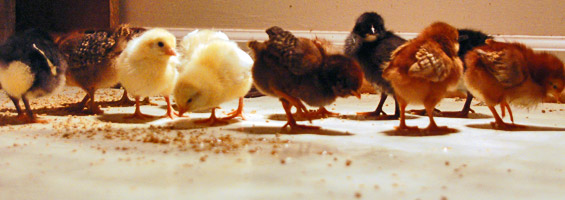 Chicks!